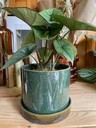 Alocasia Platinum