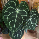 Anthurium Clarinervium