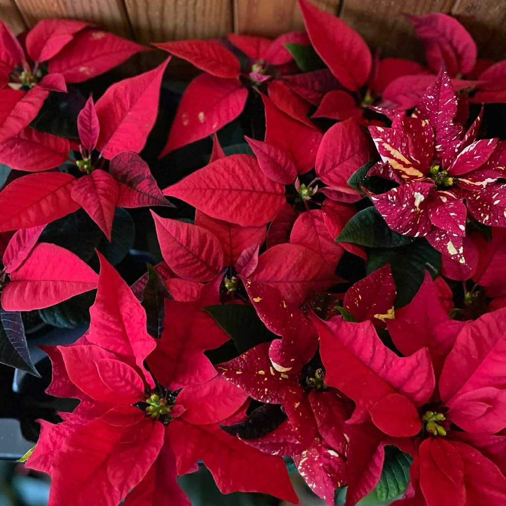 Kerstroos Poinsettia Mira Red