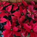 Kerstroos Poinsettia Mira Red