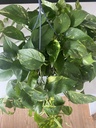 Epipremnum Aureum L