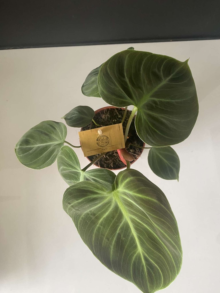 Philodendron Choco Red