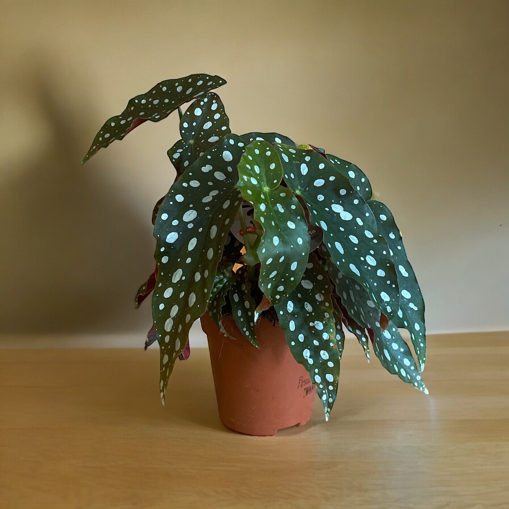 Begonia Maculata