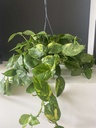 Epipremnum Aureum