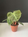 Philodendron Rubrijuvenile