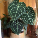 Anthurium Clarinervium