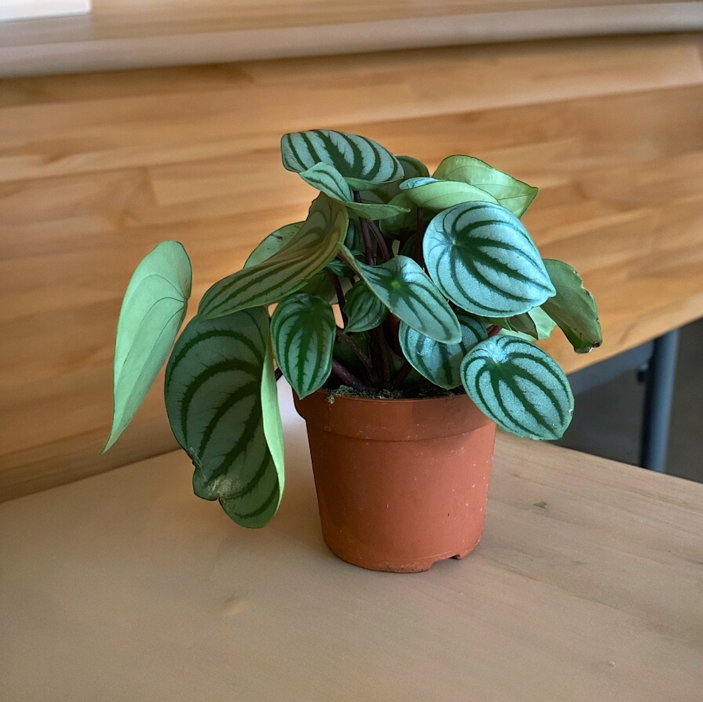 Peperomia Argyreia