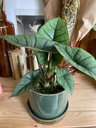 Alocasia Platinum