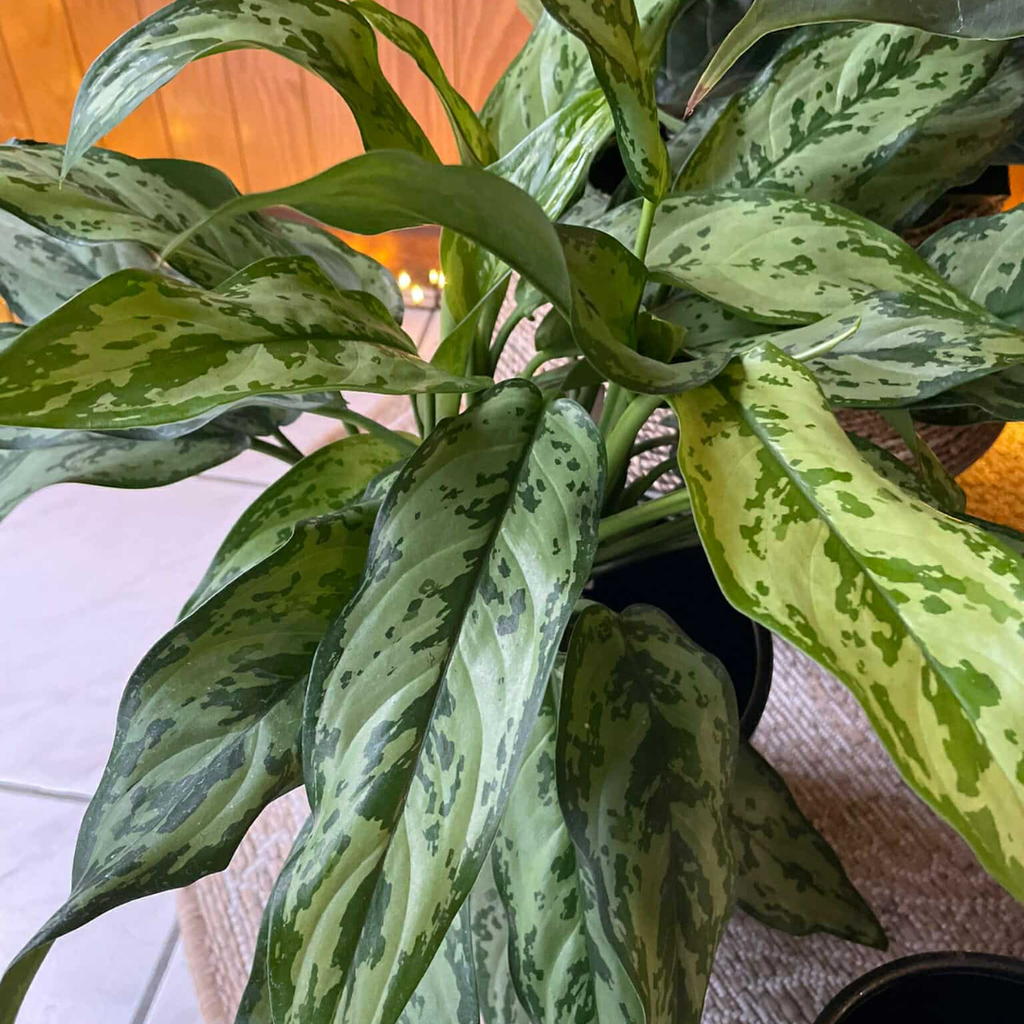 Aglaonema Romeo