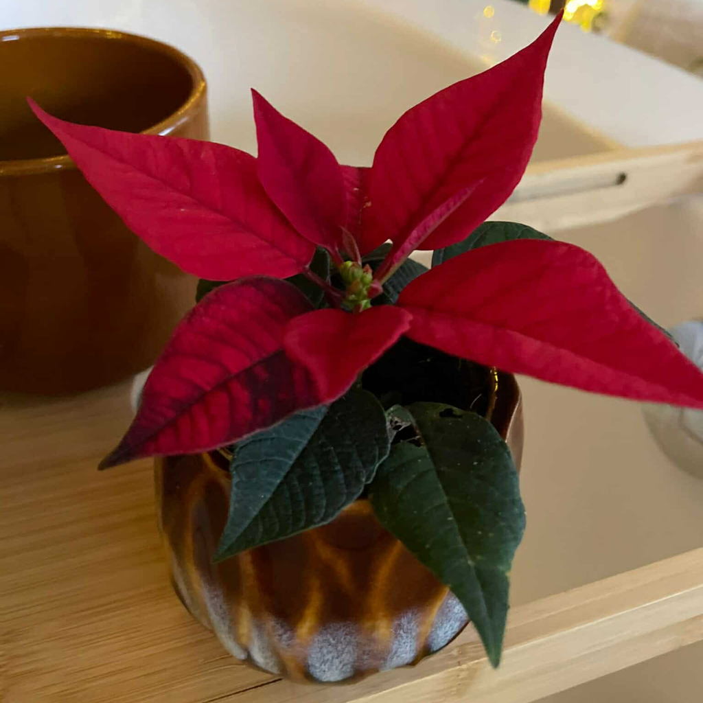 Kerstroos Poinsettia Mira Red