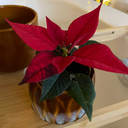 Kerstroos Poinsettia Mira Red