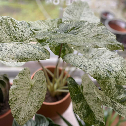 Alocasia Odora Batik